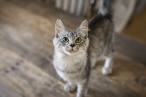会話は成立する？！猫が使い分けている鳴き方５つ  ねこメイト