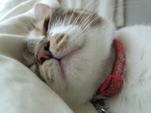 飼い主さんと一緒に寝たい 猫が一緒に寝てくれるのはこんな気持ちから ねこメイト 飼い主さんと一緒に寝たい 猫が一緒に寝てくれるのはこんな気持ちから ねこメイト