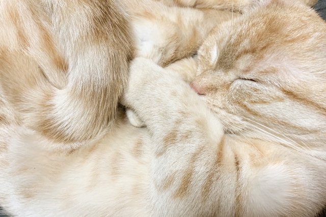 飼い主さんと一緒に寝たい 猫が一緒に寝てくれるのはこんな気持ちから ねこメイト 飼い主さんと一緒に寝たい 猫が一緒に寝てくれるのはこんな気持ちから ねこメイト