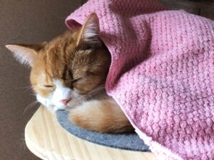 飼い主さんと一緒に寝たい 猫が一緒に寝てくれるのはこんな気持ちから ねこメイト