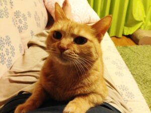 大丈夫なの お風呂場に猫が来る心理6選 ねこメイト 大丈夫なの お風呂場に猫が来る心理6選 ねこメイト
