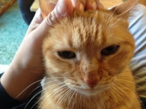 大丈夫なの お風呂場に猫が来る心理6選 ねこメイト 大丈夫なの お風呂場に猫が来る心理6選 ねこメイト