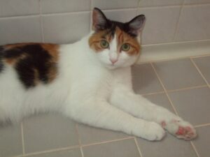 大丈夫なの お風呂場に猫が来る心理6選 ねこメイト 大丈夫なの お風呂場に猫が来る心理6選 ねこメイト