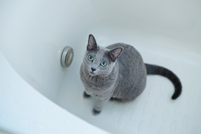 大丈夫なの お風呂場に猫が来る心理6選 ねこメイト