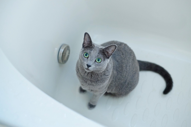 大丈夫なの お風呂場に猫が来る心理6選 ねこメイト 大丈夫なの お風呂場に猫が来る心理6選 ねこメイト