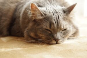 大丈夫なの？お風呂場に猫が来る心理6選！  ねこメイト