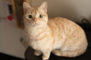 大丈夫なの お風呂場に猫が来る心理6選 ねこメイト 大丈夫なの お風呂場に猫が来る心理6選 ねこメイト