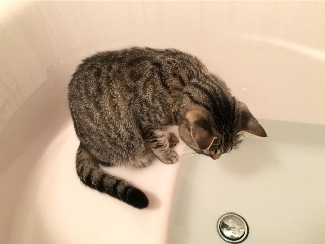 大丈夫なの お風呂場に猫が来る心理6選 ねこメイト 大丈夫なの お風呂場に猫が来る心理6選 ねこメイト