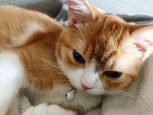 夏本番!猫のおしっこの臭い対策と気をつけたい病気 ねこメイト