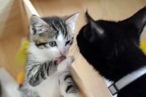 大丈夫なの お風呂場に猫が来る心理6選 ねこメイト 大丈夫なの お風呂場に猫が来る心理6選 ねこメイト