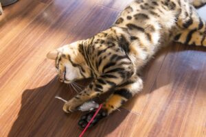 自粛期間は猫と遊ぼう 猫が遊びに誘ってくる時のしぐさ5つ ねこメイト 自粛期間は猫と遊ぼう 猫が遊びに誘ってくる時のしぐさ5つ ねこメイト