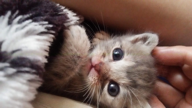 ある日突然子猫を拾ったら 保護した後にするべき事 ねこメイト ある日突然子猫を拾ったら 保護した後にするべき事 ねこメイト