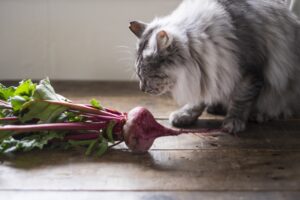 夏間近 猫が食べてもokな 夏野菜 5種 ねこメイト