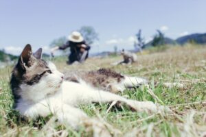 夏本番!猫の夏バテを防ぐ4つの対策とおすすめひんやりグッズ ねこメイト
