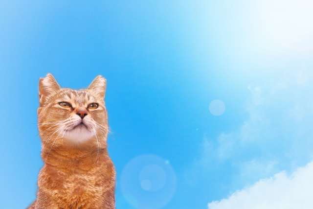 暑い夏 猫にエアコンの冷房は必要 気をつけたい熱中症や暑さ対策 ねこメイト