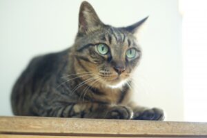 夏本番！猫のおしっこの臭い対策と気をつけたい病気  ねこメイト