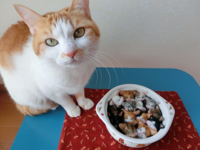 猫のごはんの催促が激しすぎる！こんな時の対処法を伝授  ねこメイト